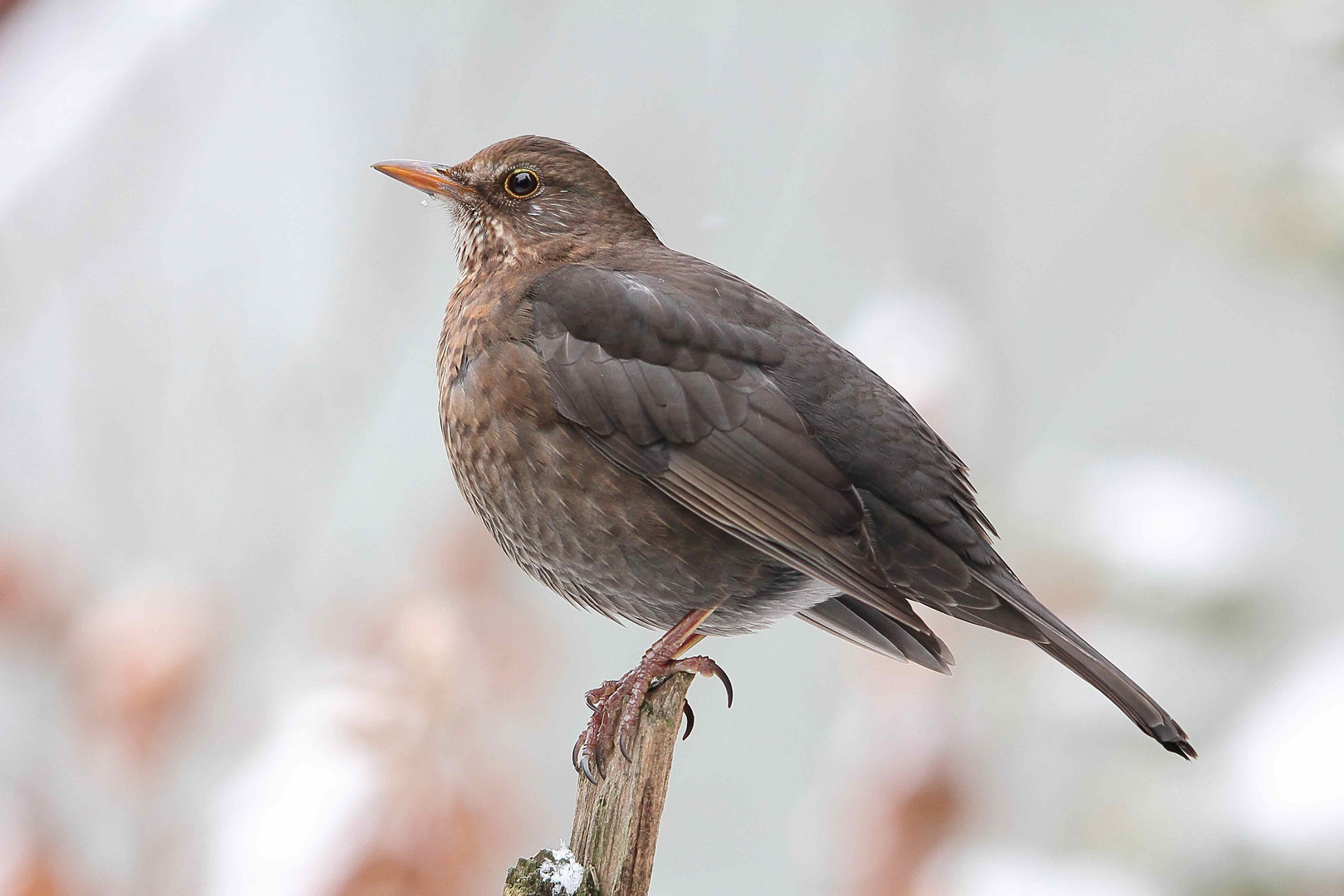 Amsel - Dame (Turdus merula)