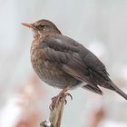 Amsel - Dame (Turdus merula)