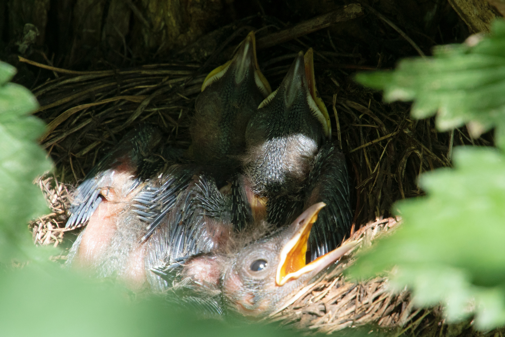 Amsel - Das Licht der Welt erblickt ;-))