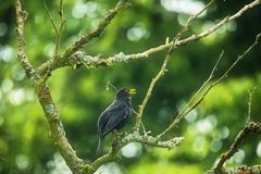 Amsel