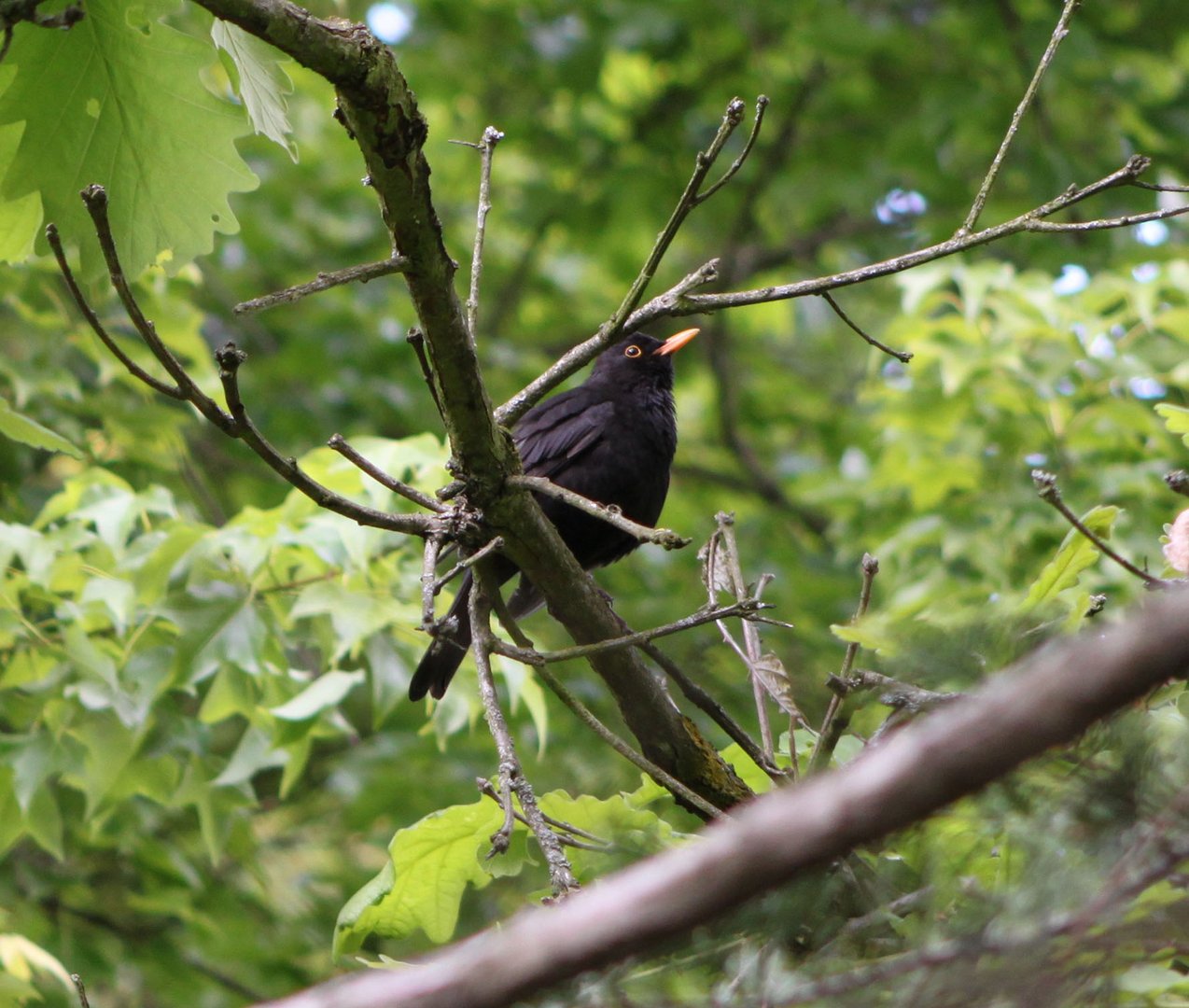 Amsel