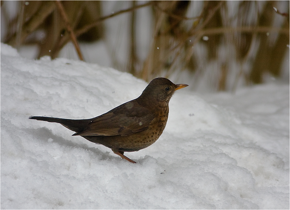 Amsel.