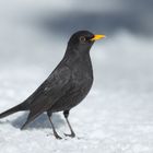 Amsel