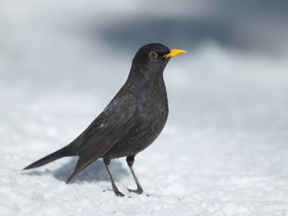 Amsel