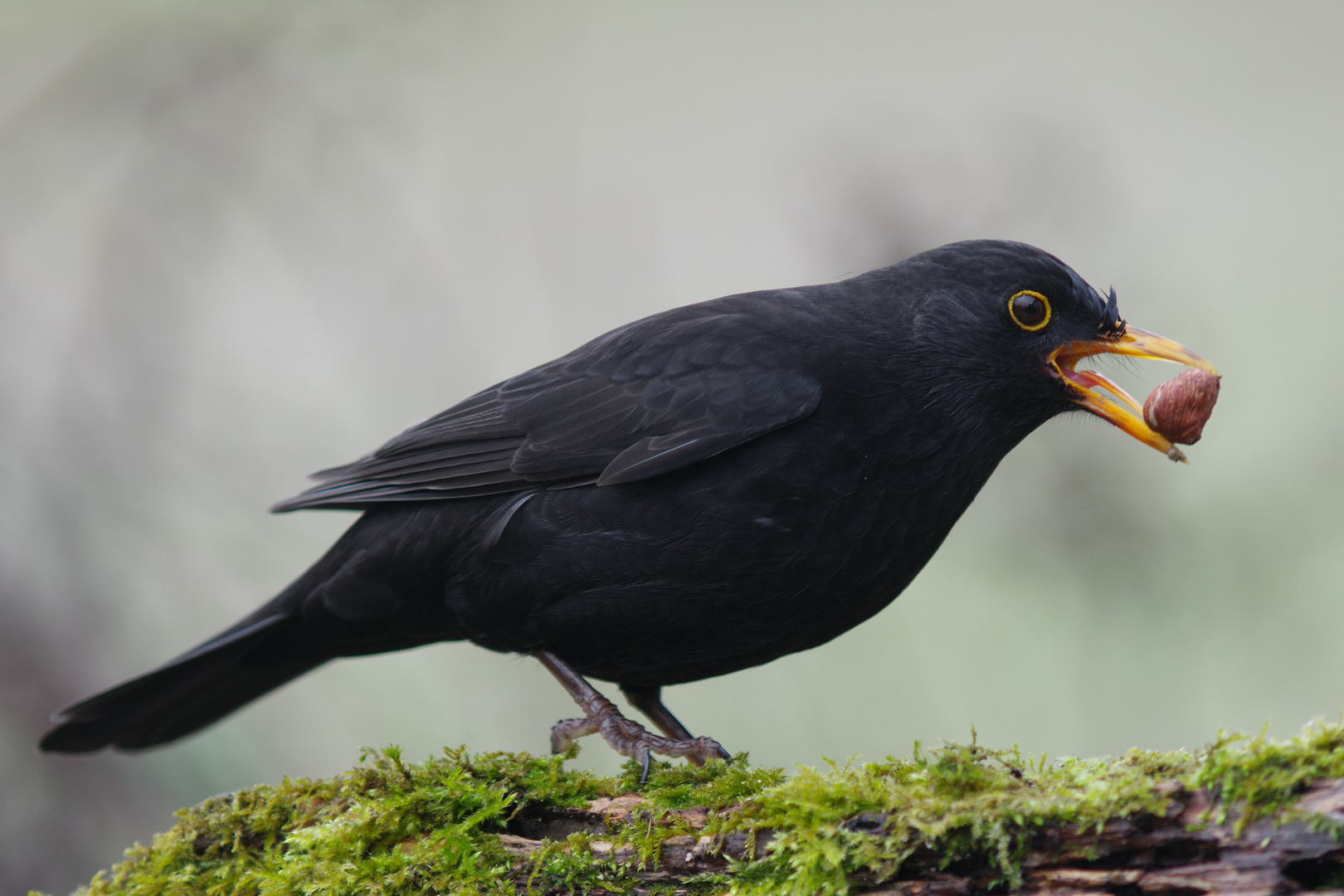 Amsel