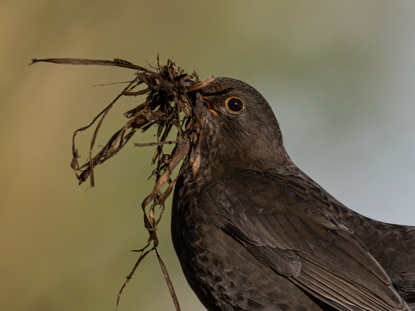 Amsel