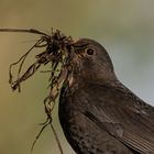 Amsel