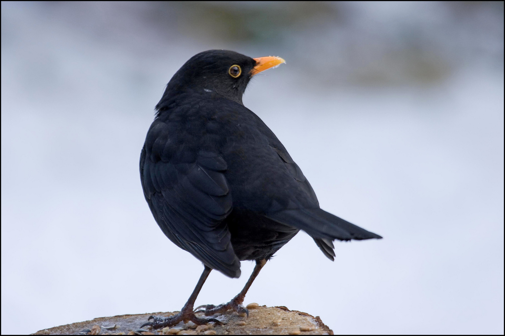 Amsel