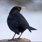 Amsel