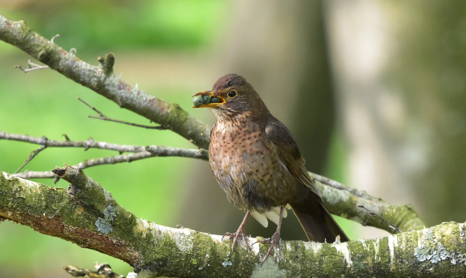 Amsel