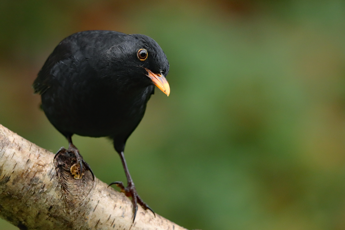 Amsel