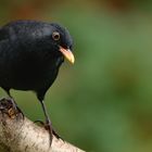 Amsel