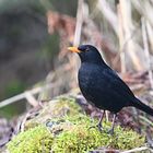 Amsel