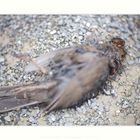 Amsel, denaturiert #1430