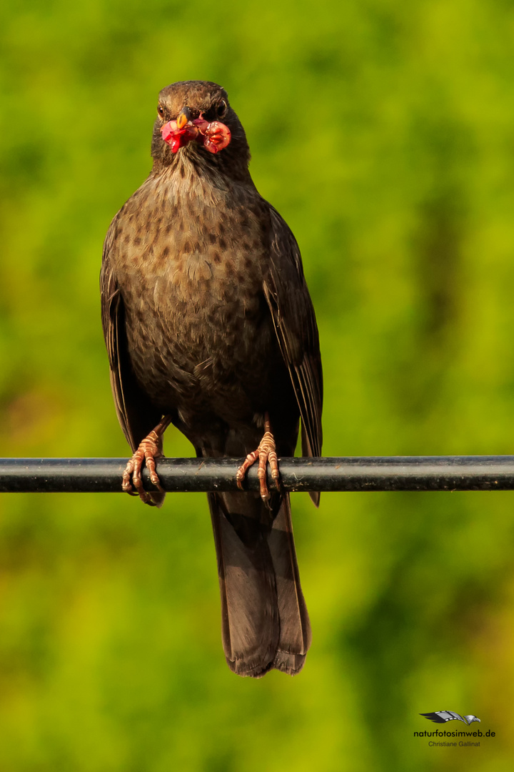 Amsel der Kirschendieb