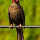 Amsel der Kirschendieb