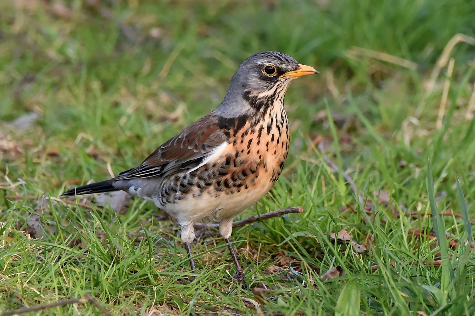 Amsel, Die da, Fink und Star...