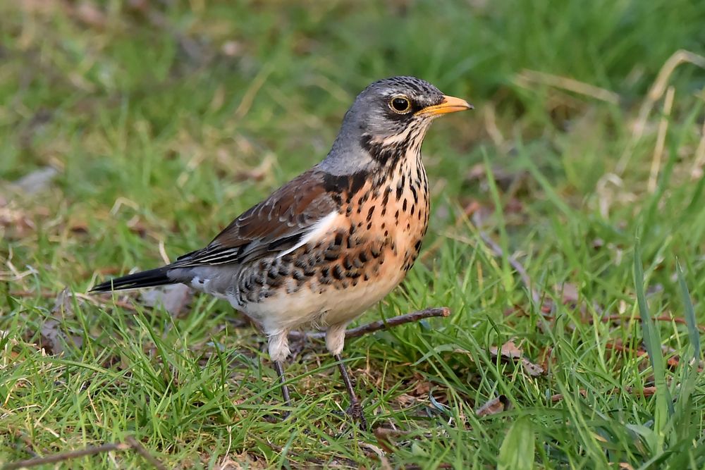 Amsel, Die da, Fink und Star&hellip; Foto &amp; Bild natur, vögel, wildlife