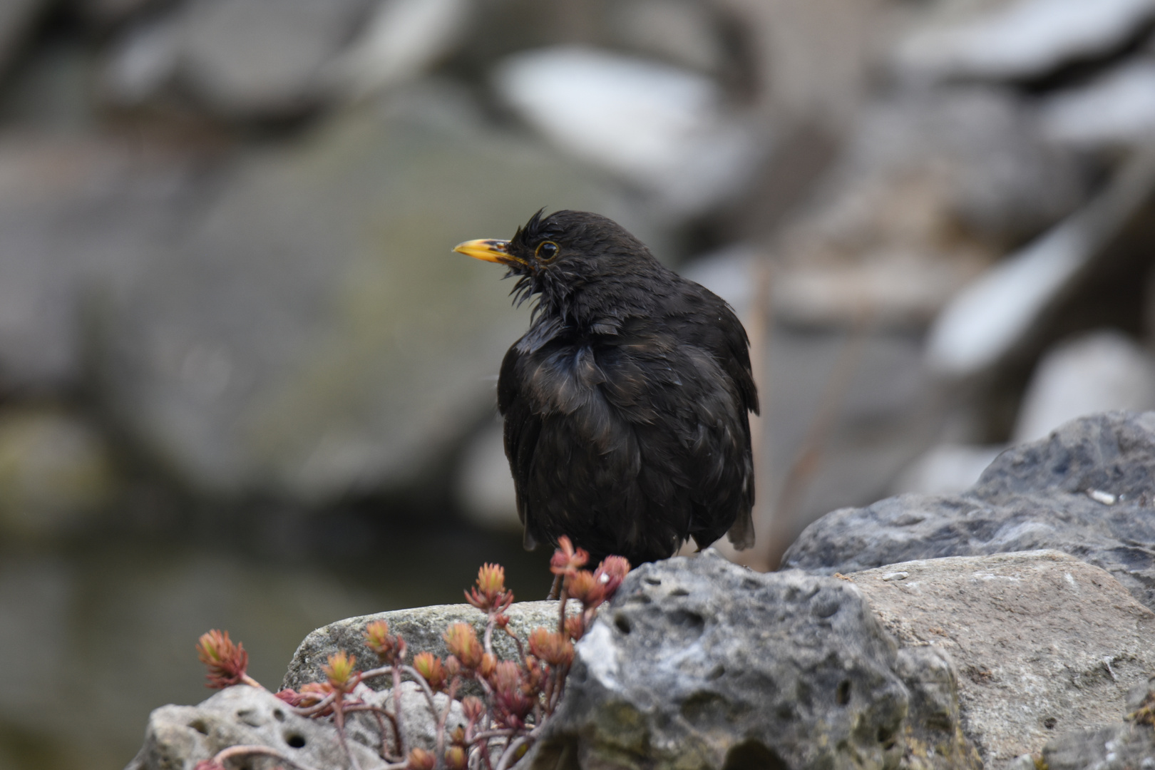 Amsel die Dritte