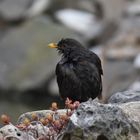 Amsel die Dritte