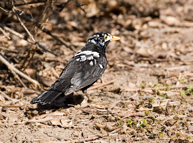 Amsel die nicht weiß ob sie schwarz oder weiß seihen möchte