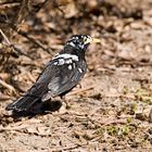 Amsel die nicht weiß ob sie schwarz oder weiß seihen möchte