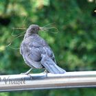 Amsel die unsere Palme plündert