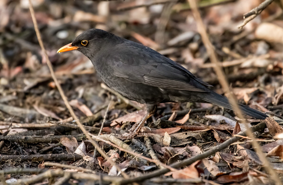 Amsel, die vom Bodentrupp