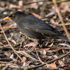 Amsel, die vom Bodentrupp