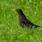 Amsel die Zweite...