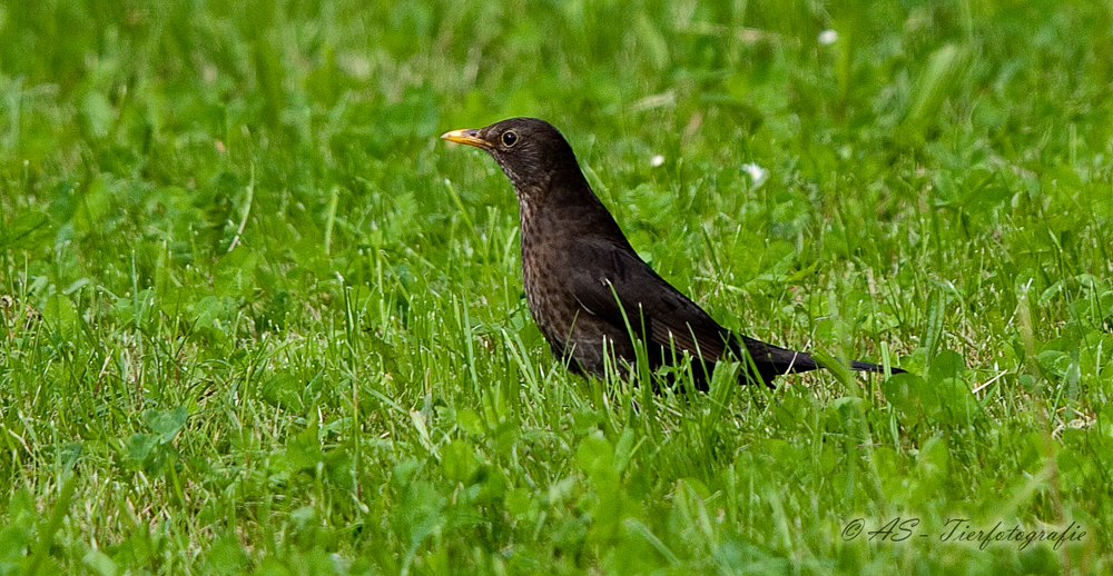 Amsel die Zweite...