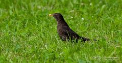 Amsel die Zweite...