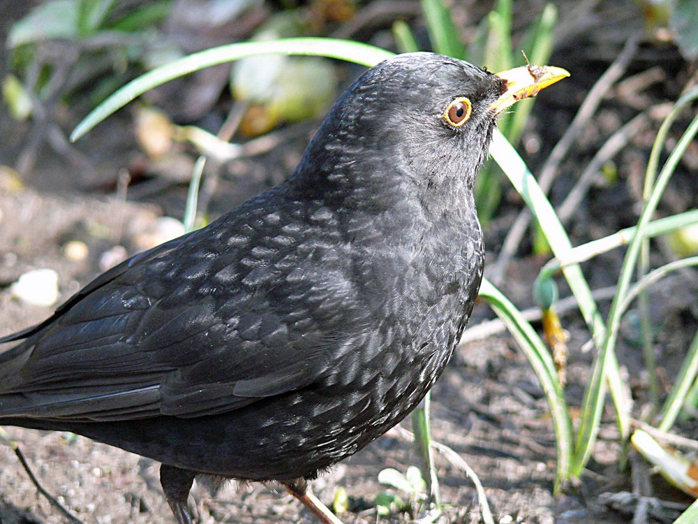 -Amsel-die2-