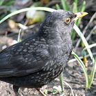 -Amsel-die2-