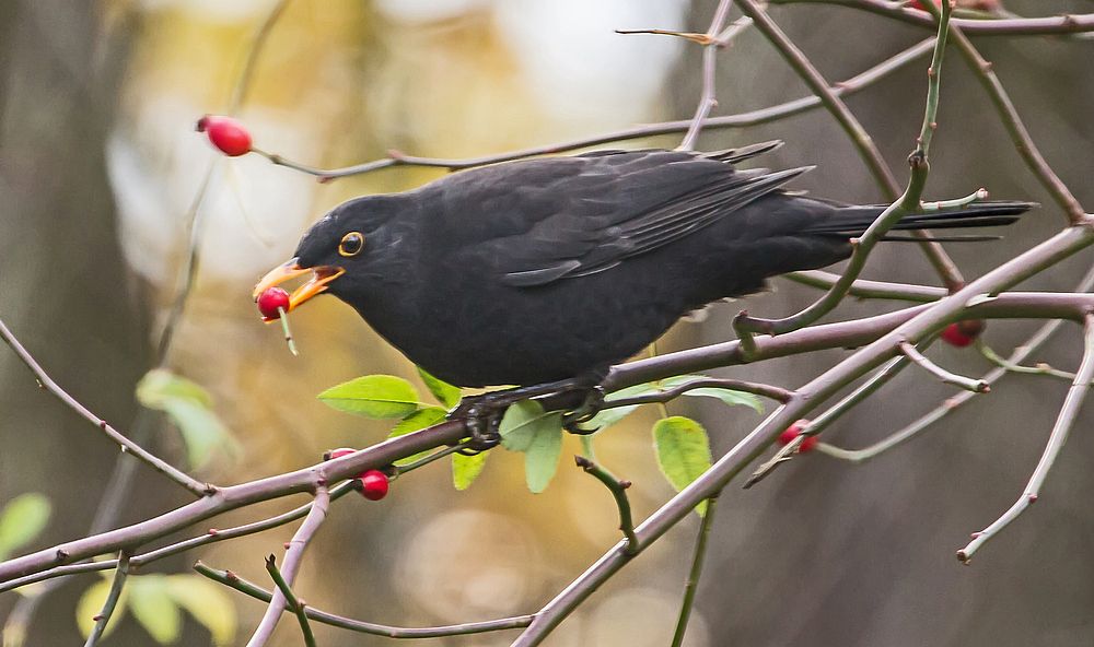 Amsel - Dokubild