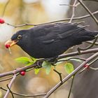 Amsel - Dokubild