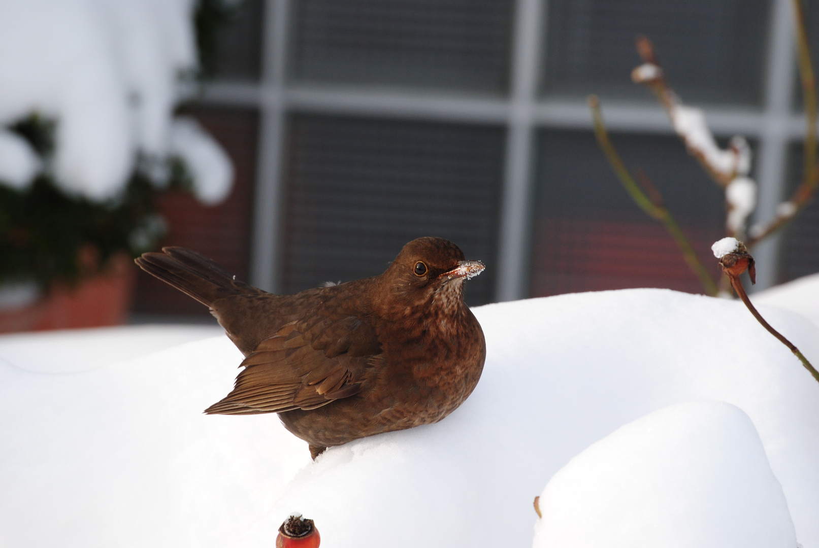 Amsel, Dossel, Fink und Star...