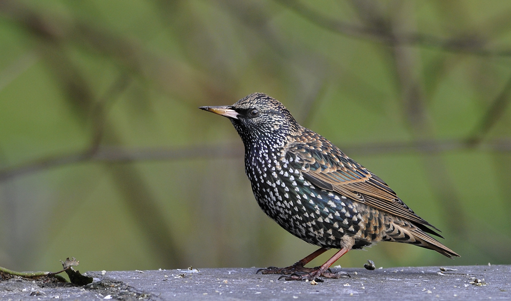 Amsel, Drossel