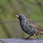 Amsel, Drossel