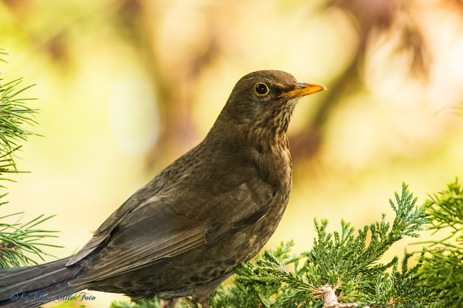 Amsel / Drossel