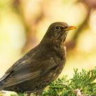 Amsel / Drossel