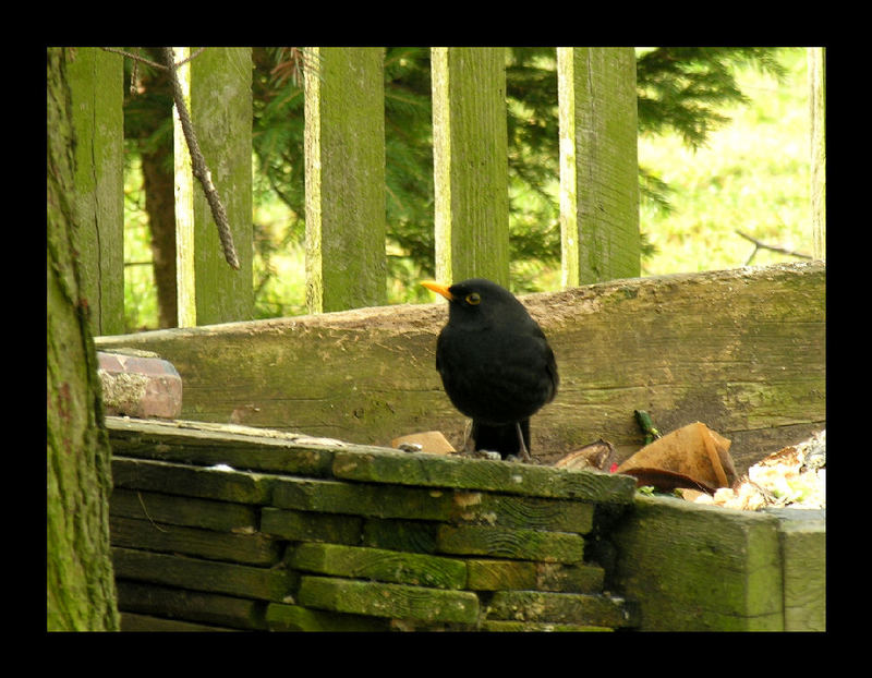 Amsel, Drossel, Fink oder Star???