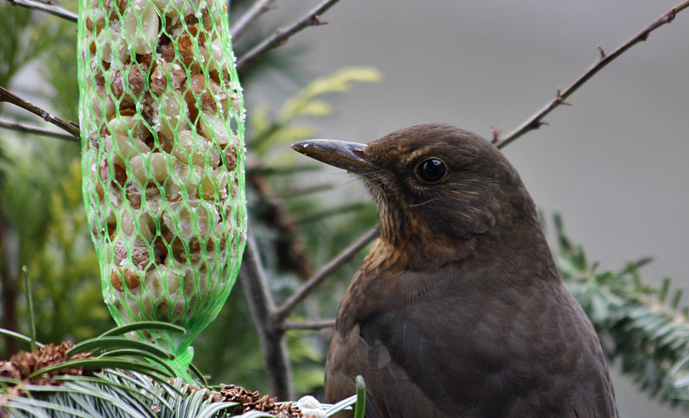 Amsel, Drossel, Fink und Meise ...???