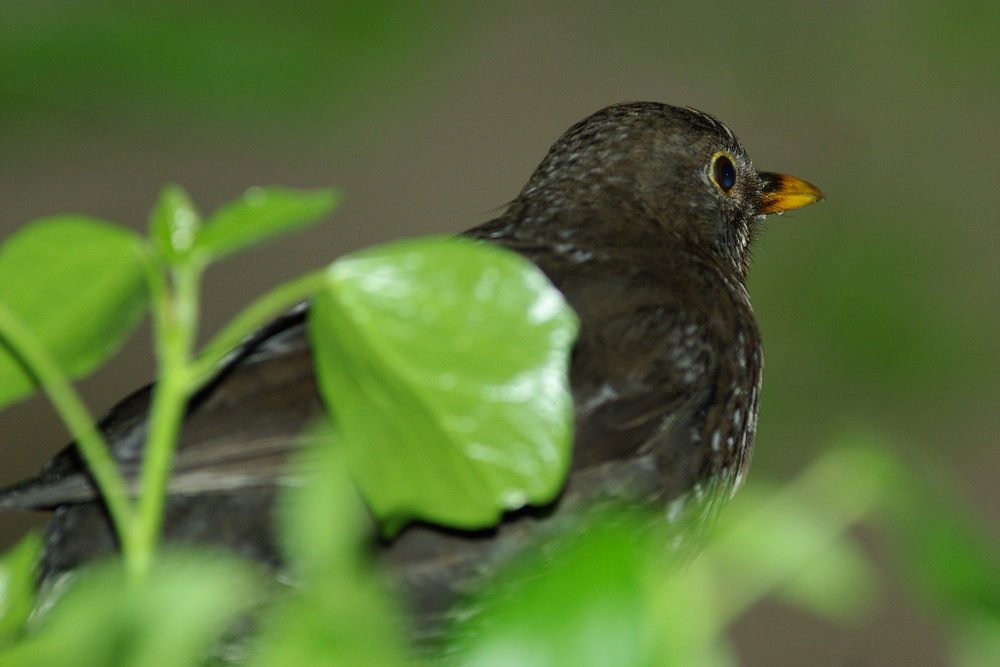 Amsel Drossel Fink und Meise.....