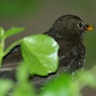 Amsel Drossel Fink und Meise.....