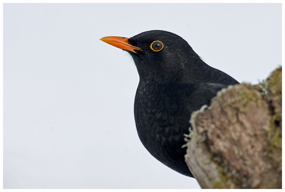 Amsel, Drossel, Fink und Spatz...