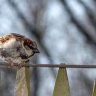 Amsel Drossel Fink und Spatz und der ganze Vogelsatz ......