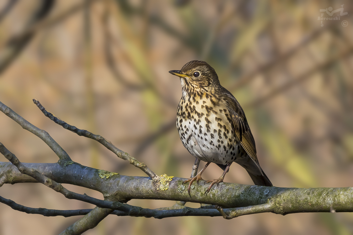 Amsel, Drossel, Fink und Star ....