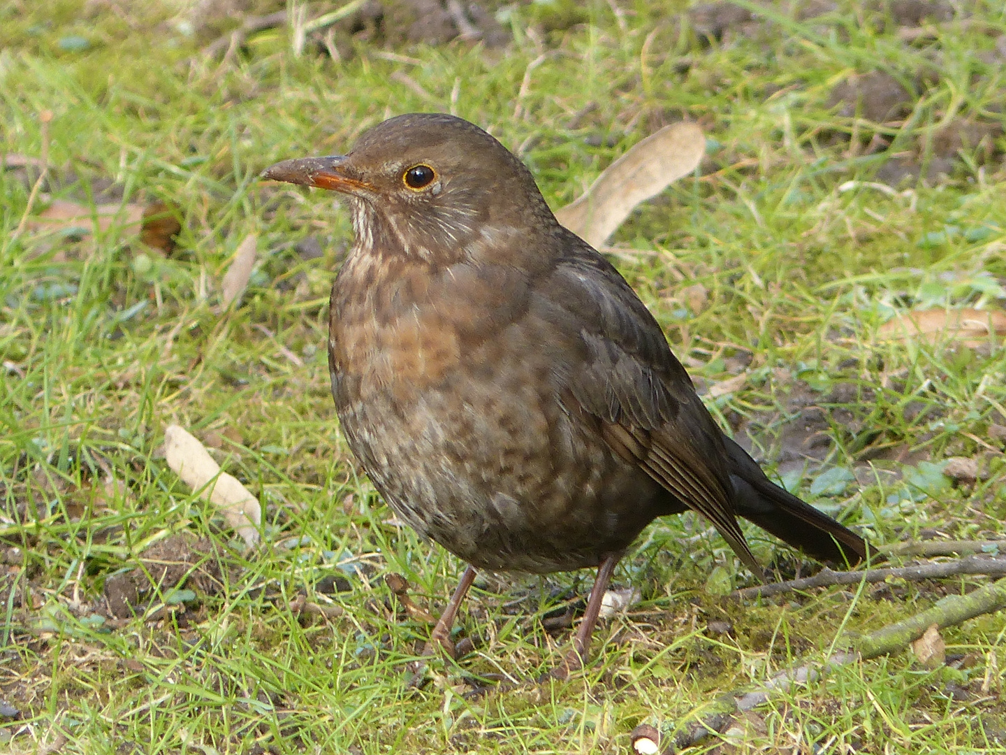 Amsel Drossel Fink und Star&hellip; Foto &amp; Bild natur, tiere, wildlife