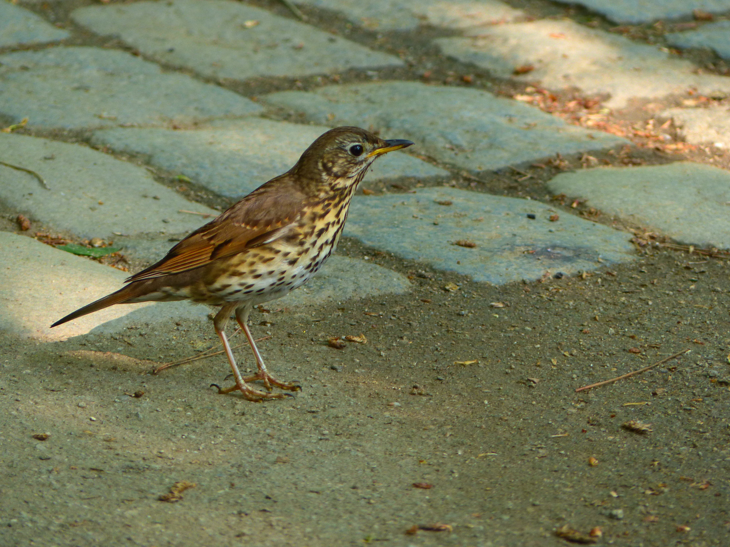 Amsel Drossel Fink und Star&hellip; Foto &amp; Bild tiere, wildlife, wild